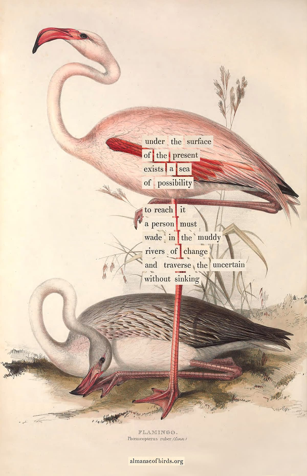 Flamingo illustration with found poetry — Almanac of Birds